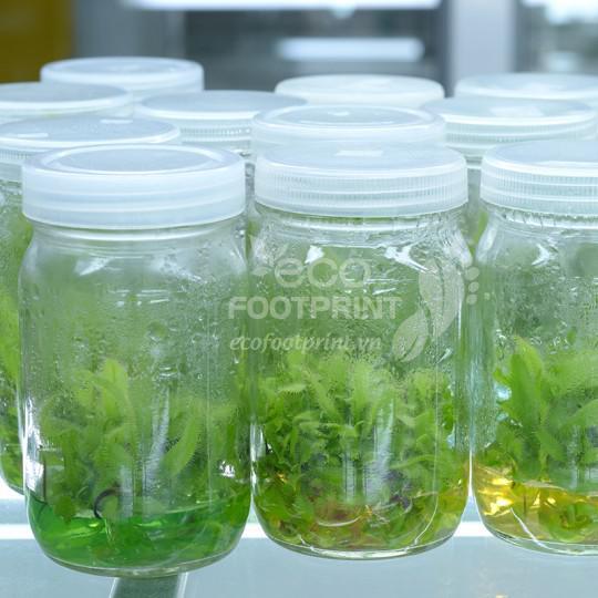 Plant Tissue Culture