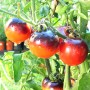 Black Tomato